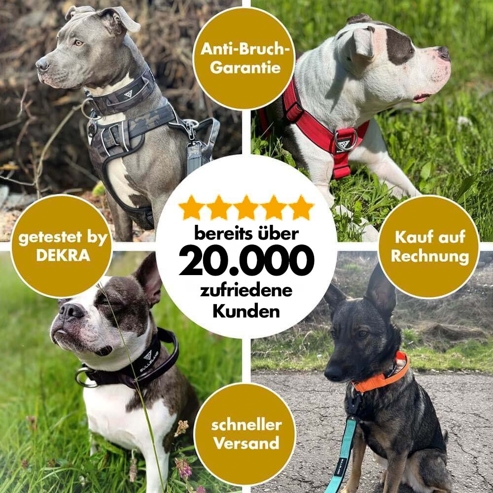 Hunde mit BULLSLAND Hundeleinen, DEKRA getestet, Anti-Bruch-Garantie, 5-Sterne-Bewertungen.